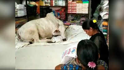 छह महीने से हर रोज कपड़ों की इस दुकान में आती है गाय, लोग करने लगे पूजा