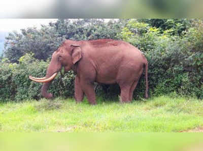 அரிசி மூட்டையுடன் காட்டுக்குள் திரியும் வனத்துறையினர்... யார் இந்த அரிசிராஜா?