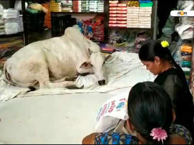 ৬ মাসে গোরুর হাজিরায় বেড়েছে বিক্রি, দাবি দোকানির