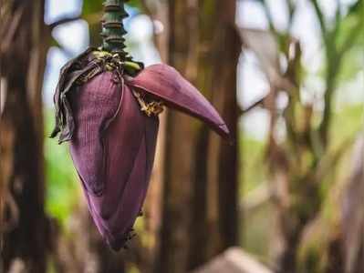 vazhaipoo kootu:கருப்பையைப் பலமாக்க உதவும் வாழைப்பூ கூட்டு