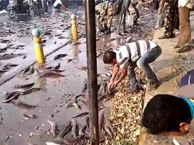 कानपुर: ट्रक पलटने से बिखर गईं मछलियां, सड़क से उठाकर ले गए लोग