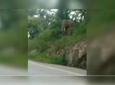 റോഡ് മുറിച്ചുകടക്കാൻ കാത്തു നിൽക്കുന്ന ആന; ട്രാഫിക്ക് നിയമത്തെപ്പറ്റി ബോധവാന്മാരാകൂ എന്ന് സോഷ്യൽ മീഡിയ