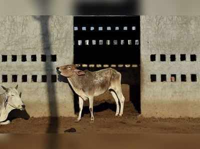 നഗരങ്ങളിൽ പശു ഹോസ്റ്റൽ നിർമ്മിക്കണം; ആവശ്യവുമായി പശു കമ്മീഷൻ