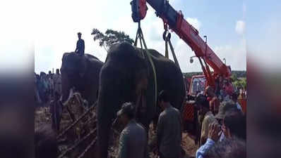 लादेन नहीं कोई और है पांच लोगों की जान लेने वाला हाथी, दिमागी तौर पर है परेशान