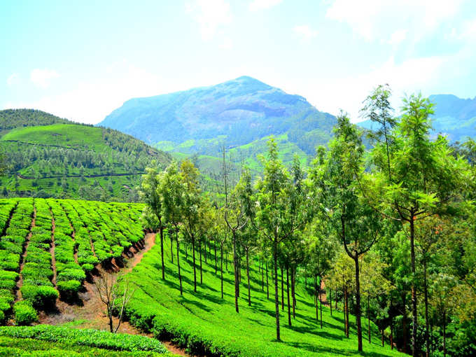 munnar tea plantation