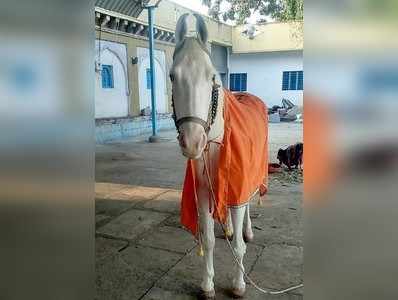 ಅಥಣಿ ಸಿದ್ದೇಶ್ವರ ದೇವರ ಕೋತವಾಲ ಕುದುರೆ ವಿಧಿವಶ