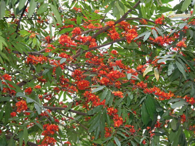 ಅಶೋಕ ವೃಕ್ಷ