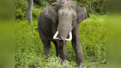 पलामू में जंगली हाथी के हमले में व्यक्ति की मौत
