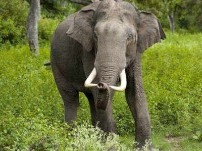 पलामू में जंगली हाथी के हमले में व्यक्ति की मौत