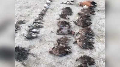 सांभर झील में जहर से हुई पक्षियों की मौत: एक्सपर्ट्स