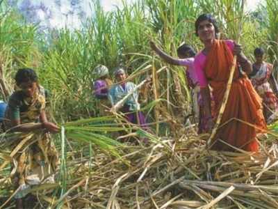 தமிழக கரும்பு விவசாயிகளுக்கு இது கசப்பான காலம்!