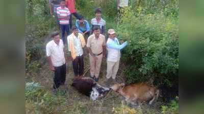 ಚಿರತೆ ದಾಳಿಗೆ 4 ಜಾನುವಾರು ಬಲಿ