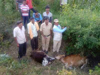 ಚಿರತೆ ದಾಳಿಗೆ 4 ಜಾನುವಾರು ಬಲಿ