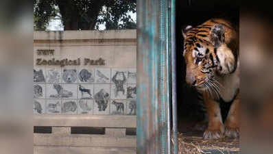 कानपुर: चिड़ियाघर के जानवरों लिए प्रदूषण बना जानलेवा, बाघ के फेफड़े मिले काले