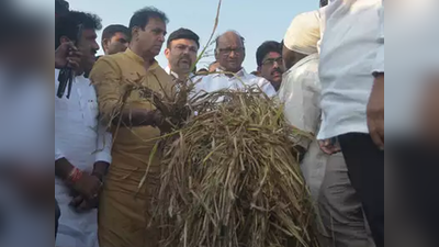 महाराष्ट्र: सरकार पर संशय के बीच किसानों के लिए बड़ी राहत, बर्बाद फसल के लिए आर्थिक मदद