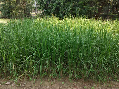 बीएचयू में उगाया गया कुंभकर्ण को जगा देने वाला काला जोहा चावल