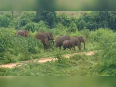 കേരളത്തിൽ നിന്ന് തമിഴ്‍നാട്ടിലേക്ക് നടന്ന് ആനക്കൂട്ടം; വഴിതെറ്റി ഒരാളെത്തിയത് നാട്ടിൽ; പൊല്ലാപ്പ്