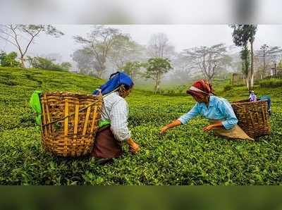 চুমুকেই চমক! এবার জিআই তকমা পেল দার্জিলিং চা