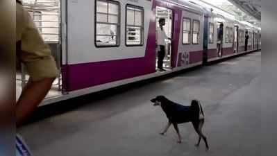 ചിന്നപ്പൊണ്ണ് ചില്ലറക്കാരിയല്ല; അന്ന് ഉപേക്ഷിക്കപ്പെട്ട നായ്ക്കുട്ടി; ഇന്ന് ചെന്നൈ റെയിൽവേ സ്റ്റേഷനിലെ നിയമപാലക