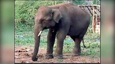 वाराणसी: गुस्‍साए हाथी ने ली महावत के भाई की जान