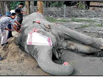 असम में पकड़े गए जंगली हाथी लादेन की मौत, कार्यकर्ताओं ने बीजेपी विधायक पर उठाए सवाल