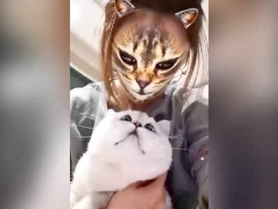 जब कैट फेस फिल्‍टर्स पर बिल्‍लियों ने किया रिऐक्‍ट, देखें मजेदार विडियो