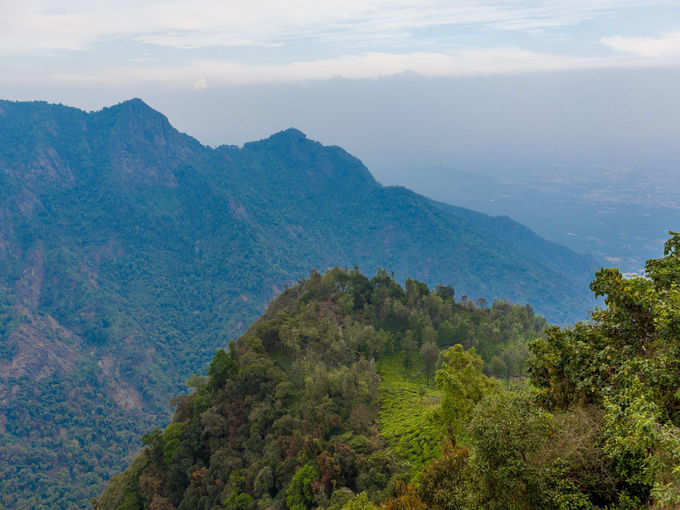 ഡോൾഫിൻ നോസ്