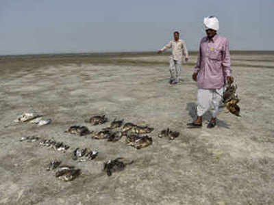 सांभर झील में आठ दिनों में लगभग 17000 प्रवासी पक्षियों की मौत
