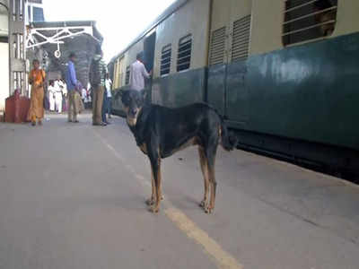 चेन्‍नै: नियम तोड़ने वाले रेल यात्रियों पर भौंकता है, रेलवे पुलिस का मददगार बना अवारा कुत्‍ता