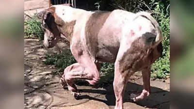 मुंबई: अधू आणि खंगलेल्या भटक्या कुत्र्याला ठार मारलं; वॉचमनवर गुन्हा