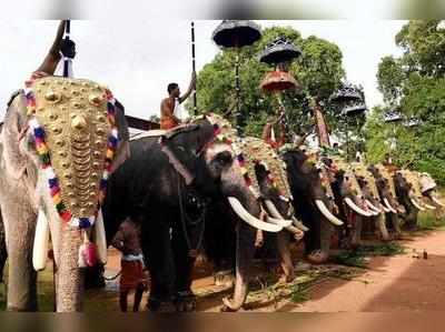 ഉത്സവങ്ങളിൽ ആനകളെ എഴുന്നള്ളിക്കുന്നുണ്ടോ? ഇക്കാര്യങ്ങൾ ശ്രദ്ധിച്ചോളൂ