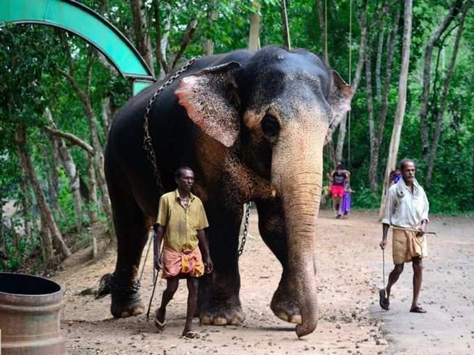 മുന്‍കൂട്ടി രജിസ്റ്റര്‍ ചെയ്യാത്ത ആനകളെ എഴുന്നള്ളിപ്പിക്കാനാവില്ല