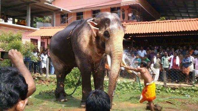 പാപ്പാന്മാര്‍ മദ്യപിച്ചുണ്ടോ? പരിശോധിക്കാൻ ചുമതല ഇവര്‍ക്ക്