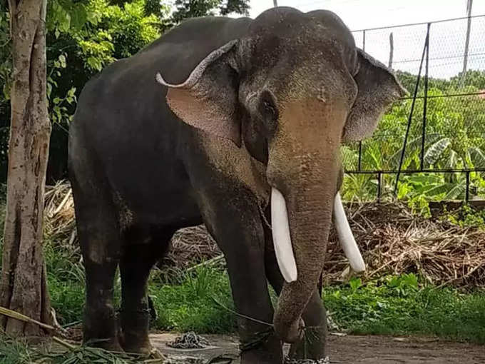 വനംവകുപ്പ് നിരോധിച്ച ആനകളെ എഴുന്നള്ളിപ്പിക്കരുത്