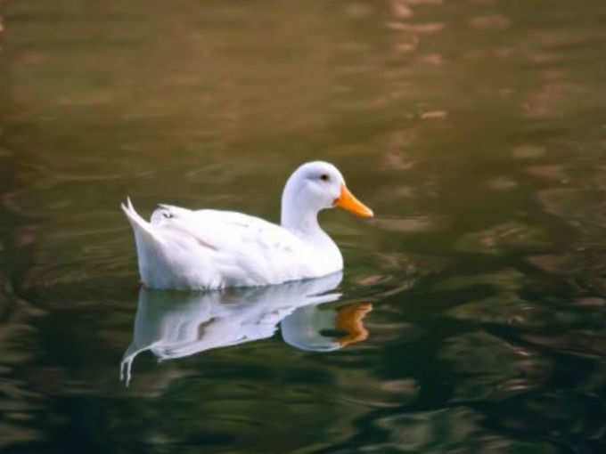 `ಶಬ್ದ ಸ್ವೀಕಾರಾರ್ಹ ಮಿತಿಯಲ್ಲಿದೆ