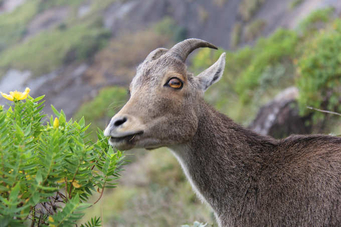 ಎರಾವಿಕುಲಂ ರಾಷ್ಟ್ರೀಯ ಉದ್ಯಾನವನ