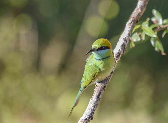 ​ಪಕ್ಷಿ ವೀಕ್ಷಣೆ, ಬೈಕಿಂಗ್, ನೇಚರ್ ವಾಕ್