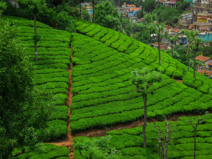 ​ಎಲ್ಲರಿಗೂ ಇಷ್ಟವಾಗುವ ಸ್ಥಳ ಊಟಿ