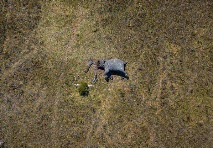 Drone View Of Elephant