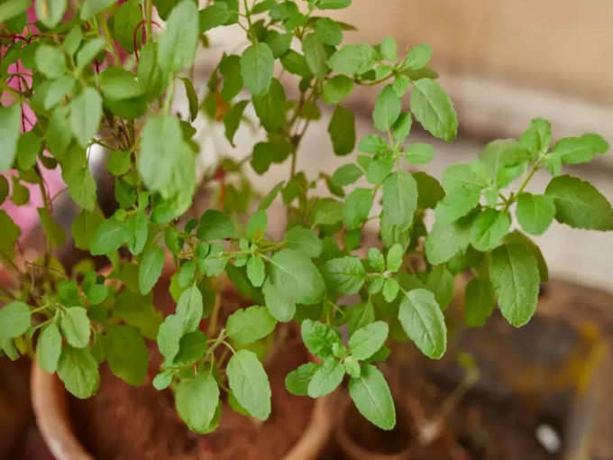 ರಾಹು-ಕೇತು ದೋಷ ಪರಿಹಾರ ಕ್ರಮ