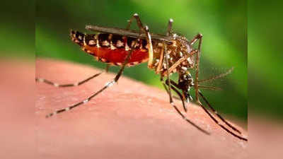बैक्टीरिया वाले मच्छरों से लग सकती है डेंगू पर लगाम