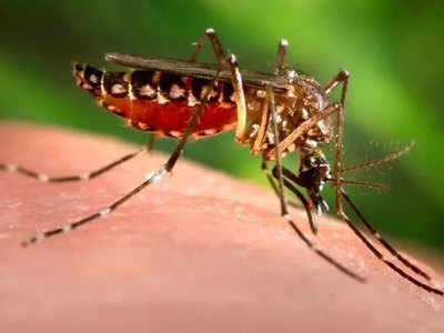 बैक्टीरिया वाले मच्छरों से लग सकती है डेंगू पर लगाम