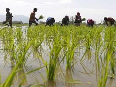 தாமதமான அறுவடை: பயிர் விதைப்பு மந்தம்!