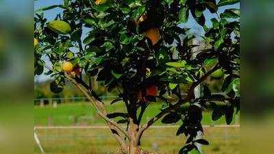 गजब: एक ही पेड़ पर 8 तरह के फल, रोचक बातें