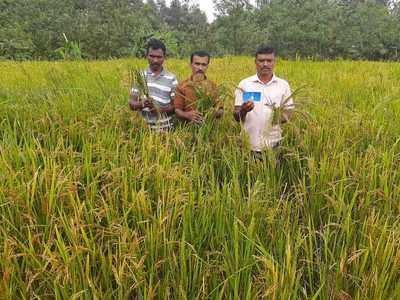 ಭತ್ತಕ್ಕಿಂತ ಚೂಂಡೆ ಅಧಿಕ