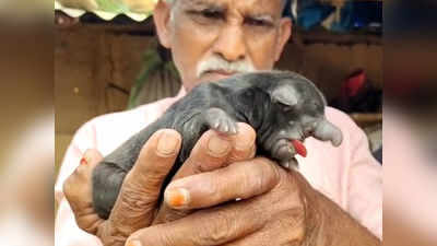 ఏనుగు తొండంతో పుట్టిన కుక్క పిల్ల.. శ్రీకాకుళంలో వింత