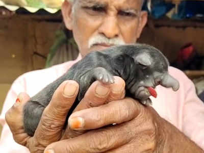 ఏనుగు తొండంతో పుట్టిన కుక్క పిల్ల.. శ్రీకాకుళంలో వింత