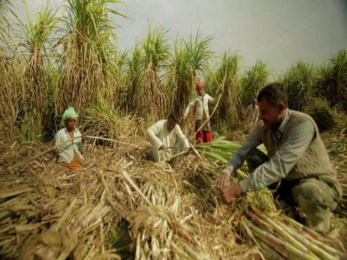 கரும்பு ஆலைகள்