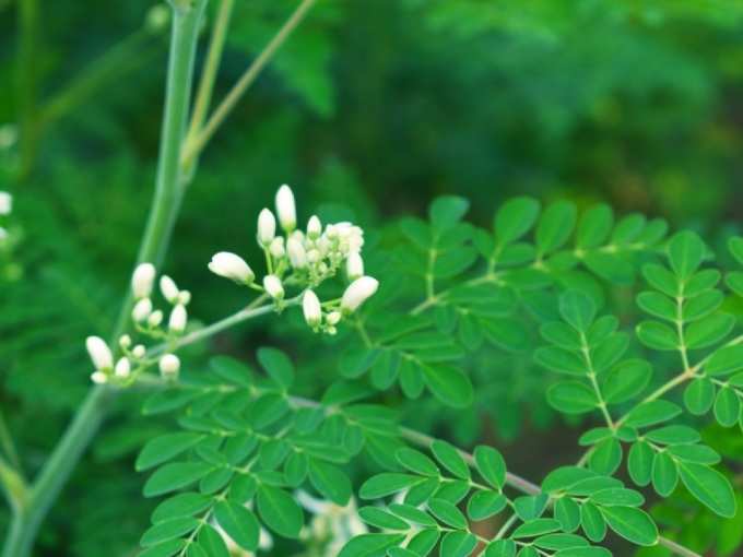 முருங்கைக்கீரையும் பூவும் அவ்வபோது எடுத்துகொள்ளுங்கள்