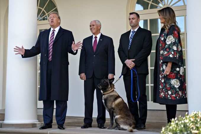 trump dog